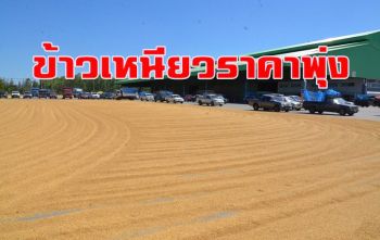 ข้าวเหนียวราคาพุ่งตันละ1.5 หมื่นบาท แนะชาวนาปลูกพันธุ์ใหม่ป้องกันกลายพันธุ์