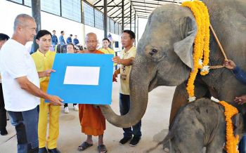 รับขวัญลูกช้างพังกอแก้ว พังที่ 91ของสวนนนุชพัทยา