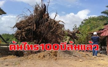 \'ต้นไทรยักษ์ศักดิ์สิทธิ์\' อายุกว่า 100 ปีคู่เมืองหาดใหญ่โค่นล้มถอนรากถอนโคน