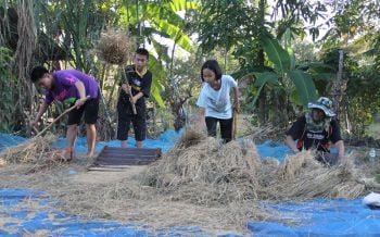ชาวนาหมู่บ้านชายแดนเขาพระวิหารสอนลูกหลาน ‘นวดข้าว’ แบบโบราณ