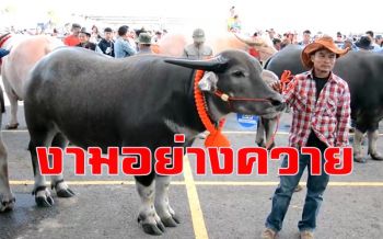 งามอย่างควาย! อบจ.อุดรร่วมสมาคมอนุรักษ์ฯจัดกิจกรรมประกวดควายงาม