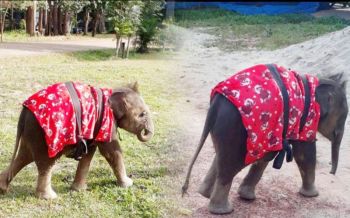 อบอุ๊น อบอุ่น! ช่วงนี้หน้าหนาว แต่พอเจอ‘ชบาแก้ว’เท่านั้น...น่ารักอ่ะ