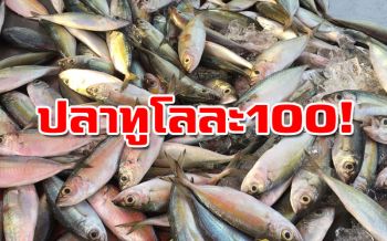 ประมงหยุดออกเรือรอรบ.เคลียร์ปัญหา ดันราคาสัตว์น้ำพุ่ง