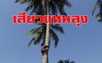อึ้งทึ่งเสียว! ลุงวัย 64 ปีรับจ้างปีนต้นมะพร้าวมือเปล่าสูงกว่า 30 เมตรมากว่า 40 ปี