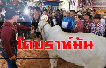 วิทยาลัยเกษตรบุรีรัมย์จัดประกวด \'โคบราห์มัน\' ชิงถ้วยพระราชทานฯ