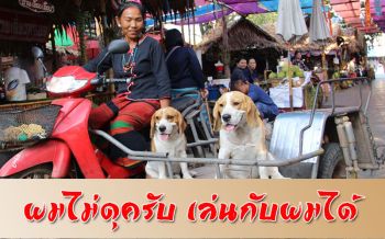 สุดน่ารัก! เจ้าตูบพันธุ์บีเกิ้ลแสนรู้นั่งรถพ่วงข้างเห่าขอเปิดทาง