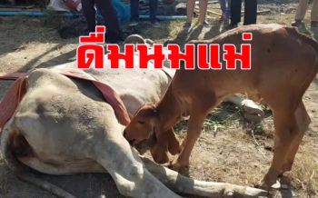 หวิดถูกขายเข้าโรงเชือด! ช่วยเหลือวัวแม่ลูกอ่อนตกท่อขาหักนาน 5 วัน