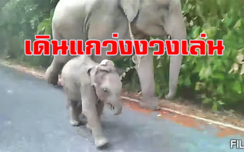 \'ชบาแก้ว\' สดใสขึ้นทุกวันเดินแกว่งงวงเล่นกับ \'แม่ดอกรัก\' สบายอารมณ์