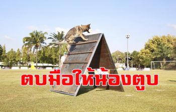 เปิด \'แข่งสุนัข\' ใช้งานมาตรฐานสากล IGP3 ครั้งแรกในเอเชีย ชิงถ้วยพระราชทาน
