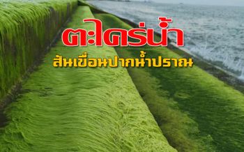 พลาดได้ไง! ชมสวยงามแปลกตา ‘ตะไคร่น้ำ’ ที่ ‘สันเขื่อนปากน้ำปราณ’