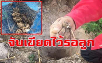 ขุด \'หลุมดินดักเขียด\' เก็บไว้ต้อนรับเลี้ยงลูกหลานกลับบ้านช่วงเทศกาลปีใหม่