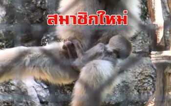 สวนสัตว์สงขลาเปิดสมาชิกใหม่ลูกชะนีมือขาวน้อย 2 ตัว