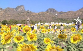 นทท.แห่ชม ‘ทุ่งดอกทานตะวัน’ ลพบุรี ช่วงเทศกาลปีใหม่