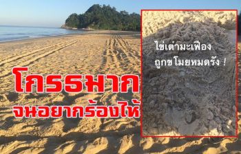 โกรธมากจนอยากร้องให้! \'ไข่เต่ามะเฟืองถูกขโมยหมดรัง\' หามันให้เจอจับมันให้ได้!!