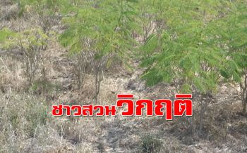 ภัยแล้ง! ชาวสวนชะอมพืชเศรษฐกิจ 4 ตำบล เมืองลพบุรีขาดแคลนน้ำทำเกษตร