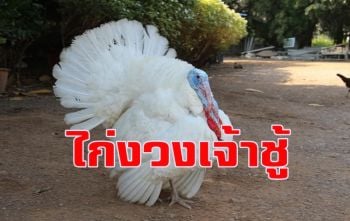 สุดน่ารักไก่งวง\'เจ้าทองขาว\'! ชอบ \'หนุ่มหล่อ-สาวสวย\' ไม่ชอบหญิงอายุมาก