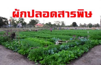 สุดยอด!\'หมู่บ้านพอเพียงฯ\'จอมพระ ปลูกผักอินทรีย์ขายมีเหลือแบ่งปันเพื่อนบ้าน