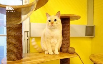 ‘รพส.ทองหล่อ’เปิดบริการ Medical Cat Hotel โรงแรมแมวแห่งแรก