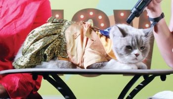 เหล่าทาสแมวพาเจ้านายมาอวดโฉม ในงาน ‘PET CARNIVAL’