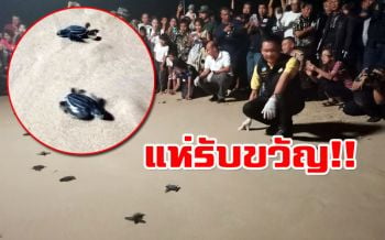 รังแรกของปี!! \'ลูกเต่ามะเฟือง\'โผล่ขึ้นจากหลุม จนท.-ชาวบ้านร่วมปล่อยลงทะเล (คลิป)