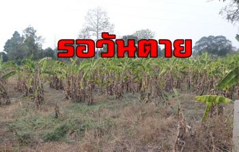 พิษภัยแล้ง! สวนกล้วยชาวอ่างทองหลายสิบไร่ยืนต้นรอวันตาย