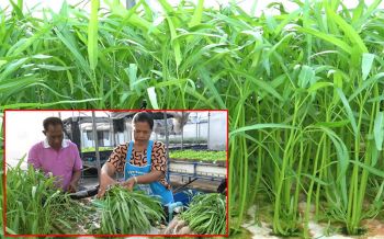 ตรุษจีนนี้ไม่ขึ้นราคา! \'ผักบุ้งไฮโดรโปนิกส์\'ปลอดสารพิษ ออร์เดอร์เพียบแค่20บาท