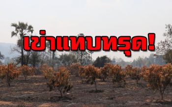 ชาวสวนพิษณุโลกตั้งค่าหัว ล่ามือมืดเผาหญ้า ลามไหม้สวนมะม่วง-ทุ่งนา200ไร่วอด