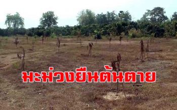 พิจิตรแล้งจัดต้นมะม่วงอายุ 3 เดือนยืนต้นตายเพียบ