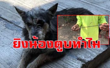 คนใจเหี้ยมใช้เหล็กก้านร่มทำเป็นลูกดอกยิงสุนัขตั้งท้อง 4 เดือนเข้าที่คอบาดเจ็บ