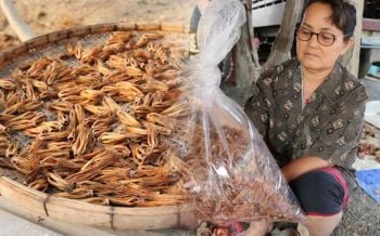 ชาวบ้านสุโขทัยเก็บ\'ดอกงิ้ว\'ขาย หารายได้เสริมช่วงหน้าแล้ง