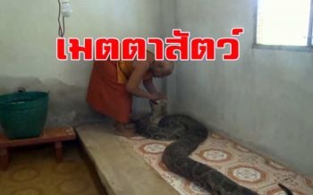 เมตตาสัตว์! หลวงพ่อสำนักสงฆ์เมืองคอน เลี้ยงงูเหลือมยักษ์ \'รักษาคนเจ็บป่วย-ปวดเมี่อย\'
