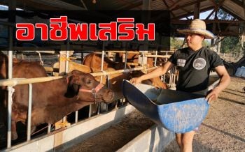 ‘หนุ่มศรีสะเกษ’ เลี้ยงวัวสร้างอาชีพเสริมรายได้งาม