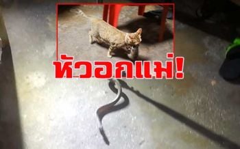ประทับใจ \'เจ้าแตงโม\'แม่แมวรีบคาบลูกทีละตัวไปซ่อนไว้ในที่ปลอดภัยหนีงูเลื้อยเข้าบ้าน