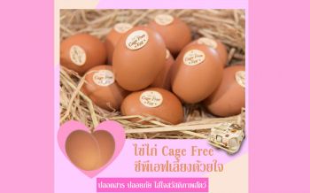 Cage Free Egg…ไข่จากแม่ไก่เลี้ยงอิสระ ปลอดภัย ถูกใจคนรักสัตว์