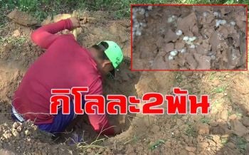 ปีละครั้งกิโลละ2พัน! ชาวพะเยาออกหาขุดไข่ \'แมงมัน\' ขายสร้างรายได้งาม