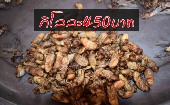 ‘ไข่มดแดง-จักจั่น’ ราคาพุ่งสูงกิโลละ 450บ. สร้างรายได้ 2,000 ต่อวัน
