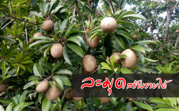 1ไร่สร้างเงินแสน! เกษตรกรสงขลา ปลูก ‘ละมุด’ นำร่องในชุมชน