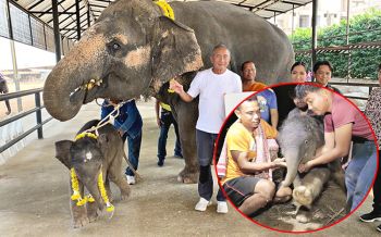 สวนนงนุชทำพิธีรับขวัญ! ช้างน้อยลืมตาดูโลกเชือกที่93 ปางช้างลูกดกที่สุดในประเทศไทย