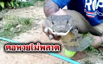 แตกตื่น!! จงอางยักษ์5เมตรซุกตู้เสื้อผ้า คอหวยไม่พลาดส่องเลขที่บ้าน