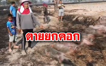ตายยกคอก! สาวร่ำไห้เพลิงไหม้ลามทุ่งนาไฟคลอกหมูตาย 12 ตัว