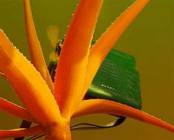 Marni เปิดตัวกระเป๋า Trunk Reverse