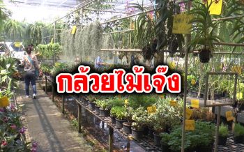 เกษตรกรโอดโอยพิษโควิด-19 ส่งผลกระทบแล้ว ตปท.ยกเลิกออเดอร์\'กล้วยไม้ไทย\'