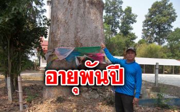 มันใหญ่มาก! ชาวบ้านเชื่อสิ่งลี้ลับ ‘ต้นยางยักษ์’ อายุพันปีมีสิ่งศักดิ์สิทธิ์ให้โชคลาภ