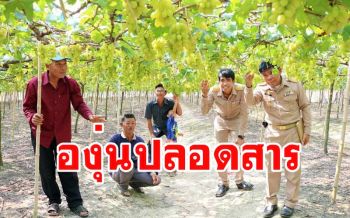 \'เกษตรกรปากท่อ\' รวมกลุ่มปลูกองุ่นปลอดสารในโรงเรือนลดต้นทุนการผลิต