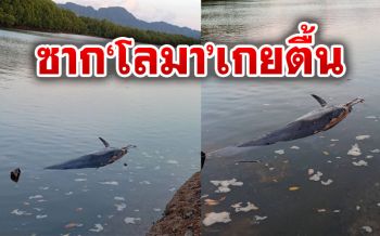 ซาก\'โลมา\'ลอยเกยตื้น\'อ่าวลึก\' จนท.ส่งซากผ่าพิสูจน์หาสาเหตุ