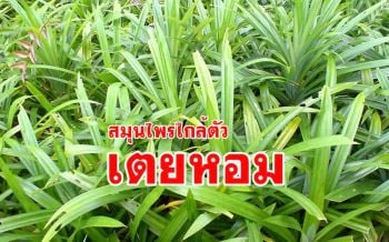 เปิดสรรพคุณสุดยอดสมุนไพรใกล้ตัว \'ใบเตยหอม\' ที่ให้สารพัดประโยชน์
