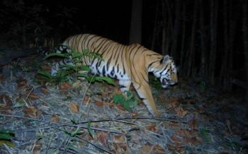 \'ZSL\'ร่วมกับ\'เขตฯสลักพระ\'กาญจน์เฝ้าป้องกันภัยคุกคาม \'เสือโคร่ง\' (ชมคลิป)