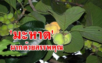 \'มะหาด\' พันธุ์ไม้มงคลพระราชทานประจำจังหวัดกาฬสินธุ์ \'ผลกินได้\' สรรพคุณเพียบ