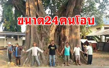 พบต้นโพธิ์โบราณ3นางอยู่คู่วัดบ้านต๋อมใต้มาเกือบ 500 ปีใหญ่สุดในพะเยา
