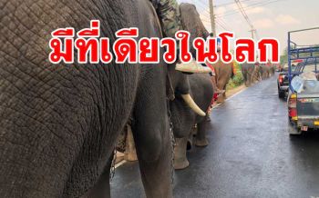 หนึ่งเดียวในโลก! พิธีนำกระดูกช้าง 15 เชือกไปบรรจุที่สุสานช้าง